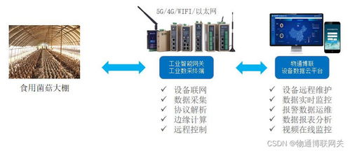 智慧赋能，科技兴农 食用菌菇大棚环境实时监测与自动化控制系统